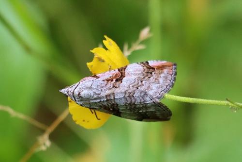 Réf. 306 631 : Aplocera praeformata
